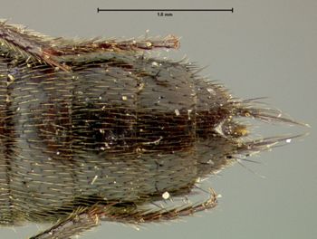 Media type: image;   Entomology 24104 Aspect: abdomen ventral view